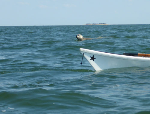 Shark Attack vor Göteborg